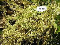새삼 [兎絲子]효능