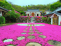 산청 대명사 꽃잔디,생초조..