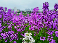 5/18 영천 작약꽃 축제,보..