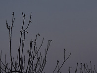 초롱산사과 보름달