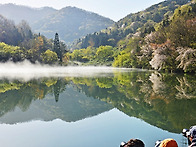 산벚꽃이 몽환적인 화순 ..