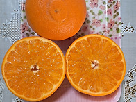 제주 하우스 천혜향 (상품..