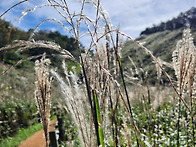 정선 민둥산