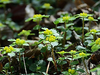 흰털괭이눈,산괭이눈,애기..