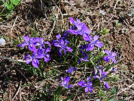 각시붓꽃,멱쇄채