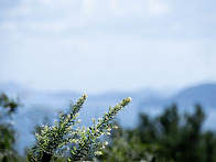 거문도닥나무