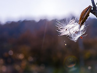 박주가리(씨앗)