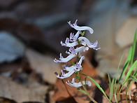 깽깽이풀,애기자운,쇠뿔현..