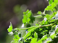병풀아재비,줄현호색