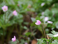 남바람꽃,자주괴불주머니