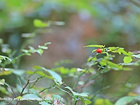 산매자나무(열매)/산부추