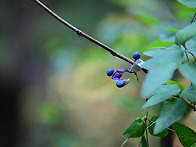 비진도콩, 화살나무