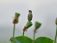 개개비