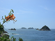 참나리, 백운산원추리