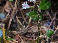 좀딱취. 둥근바위솔