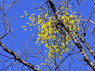 꼬리겨우살이,겨우살이