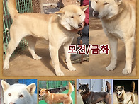 합사중 (동영상)..