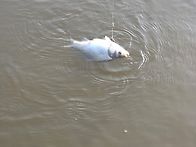 요번엔 한가운데 도전