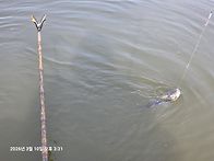 늦으면 두마리 씩 손맛