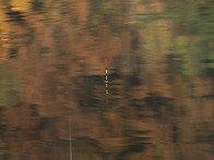 단풍에 빠진 찌!