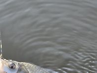 저수지 시즌은계속된다.