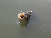 장마다 꼴뚜기!