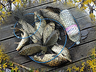 조항이 살아납니다..