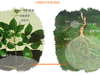 산양삼 심는법,장..