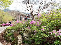 비슬산 참꽃산행