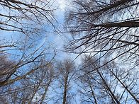 고루포기산과 능경봉