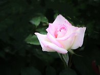 아름다운. 잠미~♡~봄소식