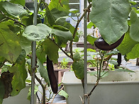 행복텃밭 : 가을 오이와 ..