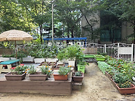 행복텃밭 : 가을 무, 배추..