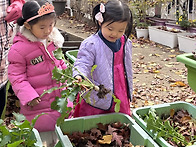 행복텃밭 : 무 수확 ('2..