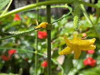 행복텃밭 : 9월 25일(목)..