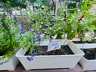 해와달 행복텃밭 - 9월 1..