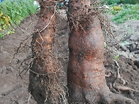 산에서나는 장어라 불리며..