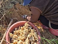 당뇨증상에 탁월한 여주분..