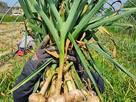 크고좋은 햇 홍산마늘,남도..