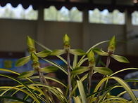 26년 함평난제전의 중투화