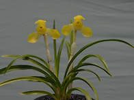 2026년 난제전 대통령상 ..