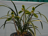 한국춘란 복륜화