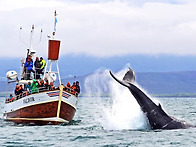 청소년 아이슬란드 탐사를..