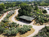 무궁화가 만개한 무궁화동..