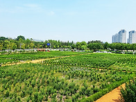 5월29일(목) 무궁화동산,..