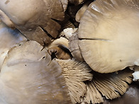 일요일 느타리버섯