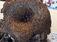 백두님과 휴일산행 능이는..