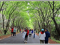 청산도4