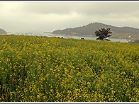 청산도2