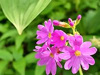 5/26일.소백산(멍석님공지)~2